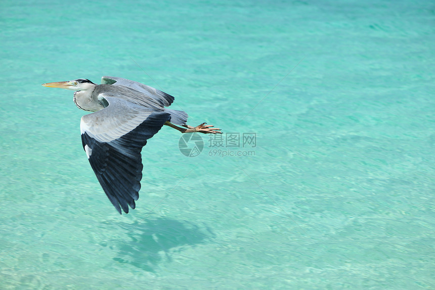 沙滩的海绵蓝色荒野海岸灰色白色苍鹭旅行海洋野生动物白鹭图片