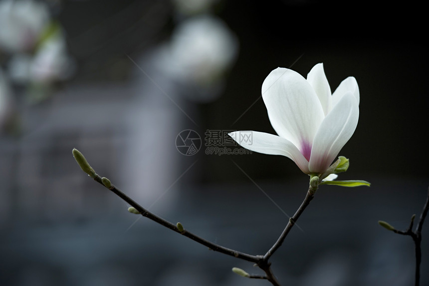 花朵叶子白色生长树干植物群淡紫色花瓣图片