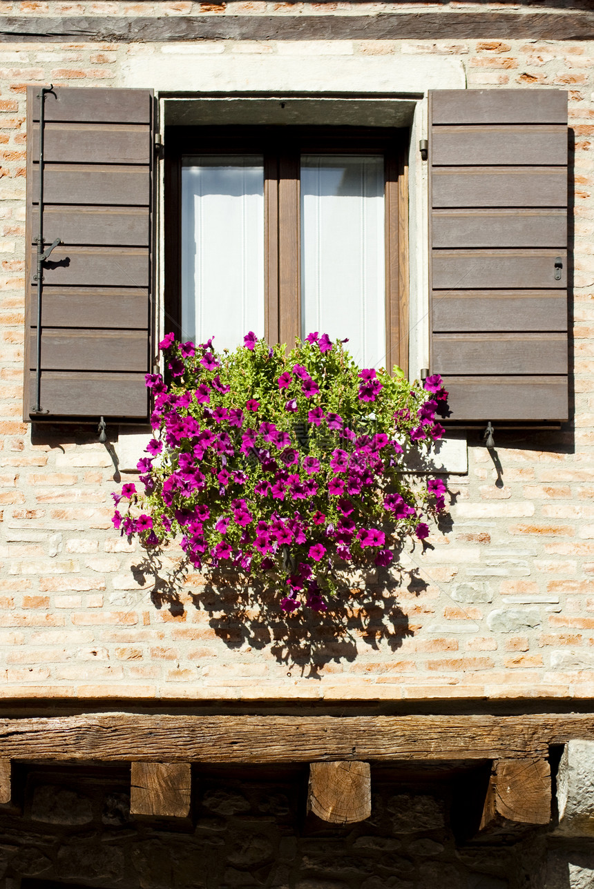 带花朵的窗口紫色百叶窗贵族花盆粉色装饰植物花瓶园艺图片