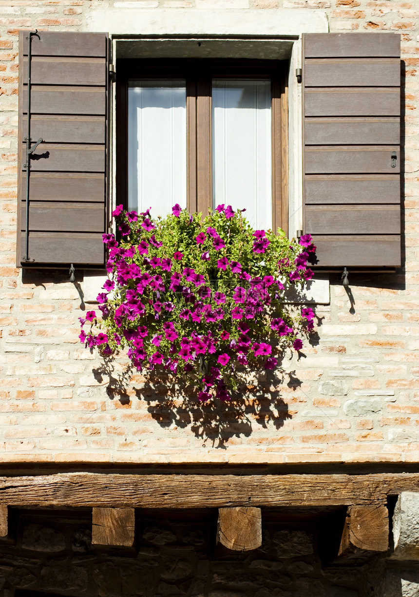 带花朵的窗口植物花盆粉色园艺花瓶百叶窗紫色装饰贵族图片
