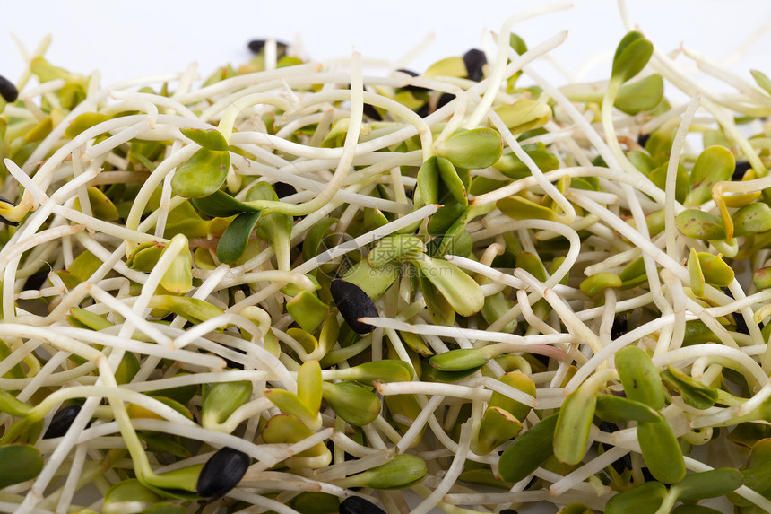 白色背景上隔离的新鲜紫花芽叶子食物草本植物粮食香气沙拉食欲种子大豆饮食图片