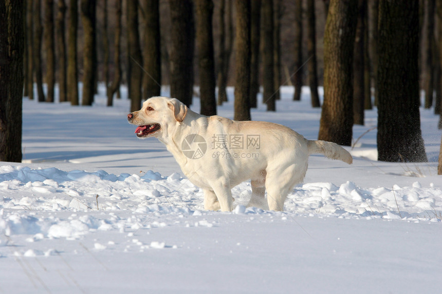 冬季黄色拉布拉多猎犬白色天空乐趣晴天朋友幸福跑步宠物森林图片