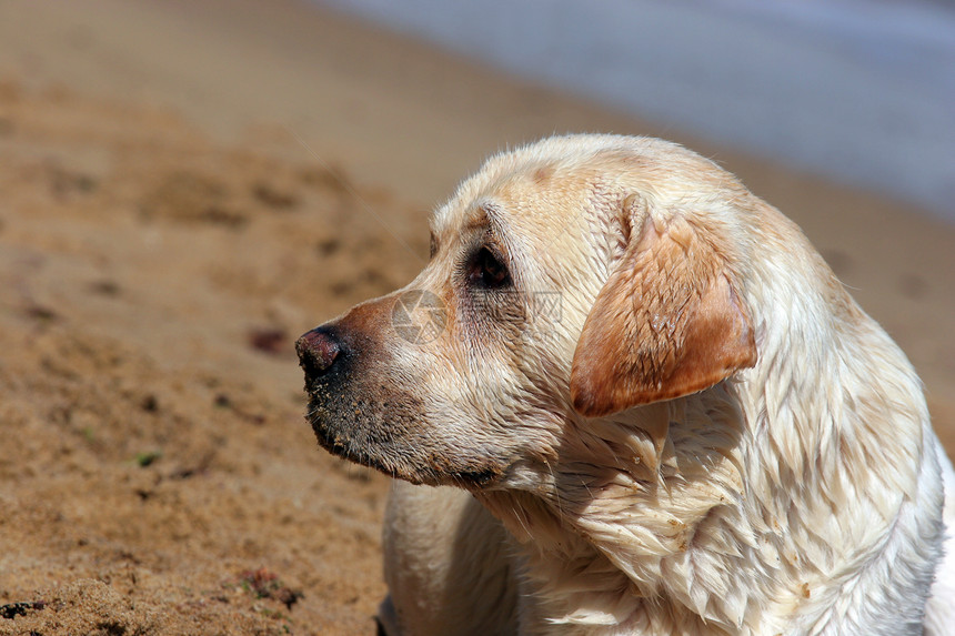 沙滩上的黄色拉布拉多波浪太阳幸福天空朋友宠物晴天海滨白色猎犬图片