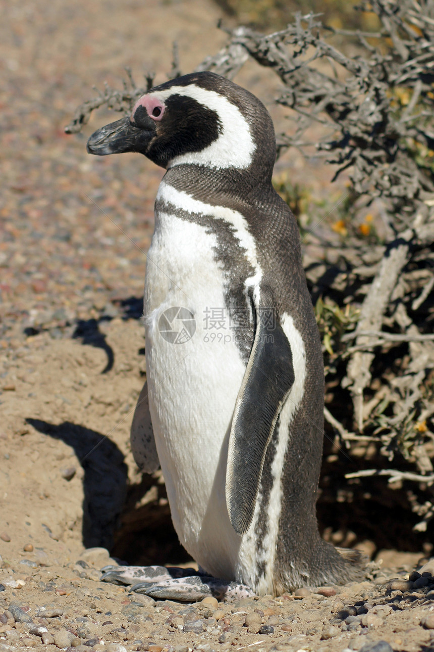 阿根廷麦哲伦企鹅殖民地海洋旅游旅行假期海岸荒野游泳者环境野生动物图片