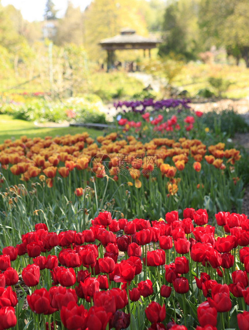 美国西澳大利亚州塔科马的点防守公园 春郁金香盛开图片