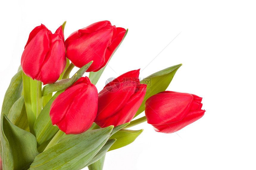 白色背景上孤立的红色郁金香植物群妈妈们花园花束植物卡片礼物紫色花瓣花店图片
