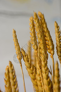耳耳数生长农场植物农民国家粮食麦芽尖嘴草地食物背景图片