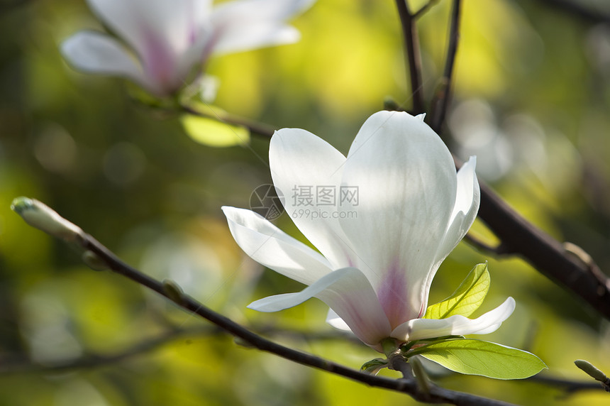 花朵淡紫色白色叶子花瓣生长树干植物群图片