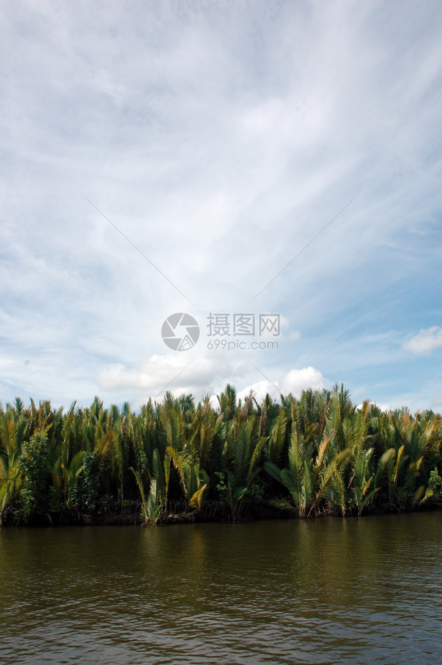 热带热带森林射线环境植物群公园光束植物丛林木头雨林阳光图片