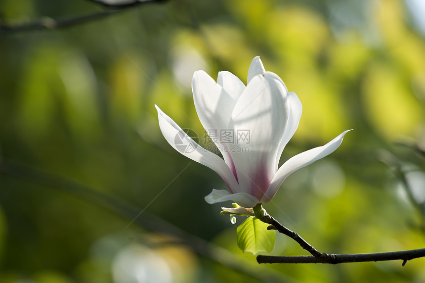 花朵花瓣树干淡紫色白色叶子生长植物群图片