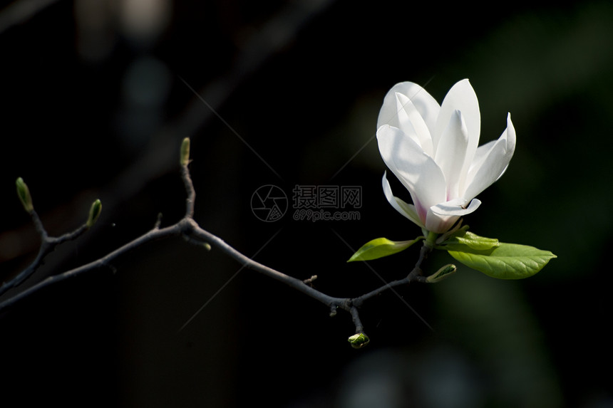 花朵生长叶子白色花瓣树干淡紫色植物群图片