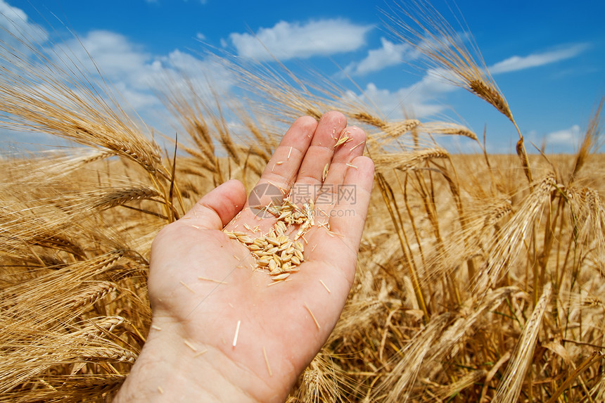 手工收获的黄金晴天金子场地环境培育生长大麦农场小麦场景图片