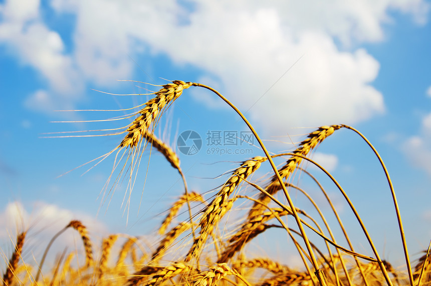 日落时麦子的金耳朵种子场地收成谷物粮食食物农场植物稻草草地图片