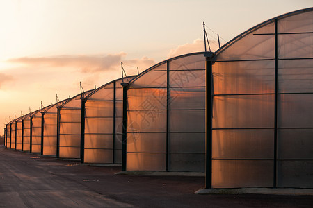大型工业温室 用遮光灯点燃日落窗户窗格场地建筑生产园艺橙子生长房子背景图片