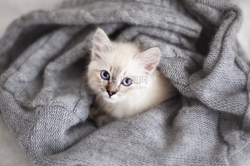 西西伯利亚小猫化妆宠物白色婴儿猫科动物灰色羊毛孩子动物眼睛图片