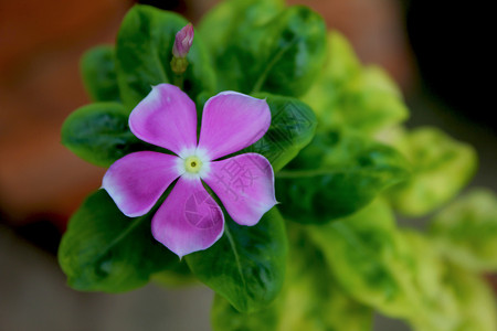 花朵的美丽形象花瓣女性化紫色背景图片