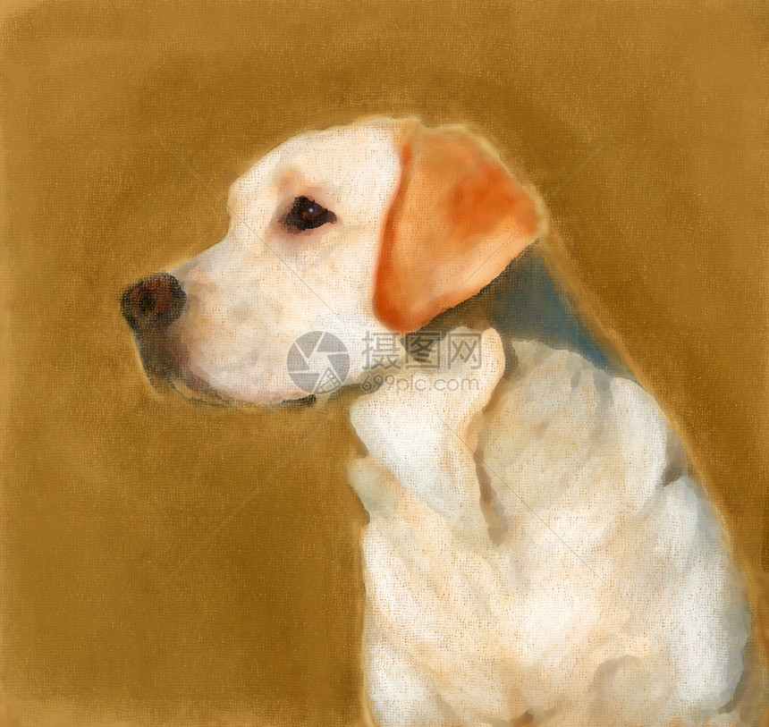 年轻的黄黄拉布拉多青年的油油画肖像绘画朋友动物写意小狗猎犬宠物兽医草图亚麻图片
