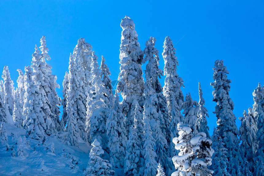 雪覆盖的长青树摘要斯诺夸尔姆山口华盛顿风景白色树木顶峰运动山脉旅行高山季节松树图片