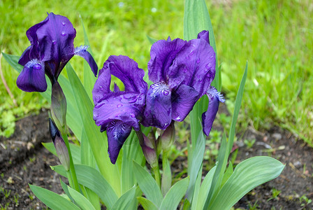 紫花花斑点紫色虹膜草地植物露珠绿色花坛水滴植物群高清图片