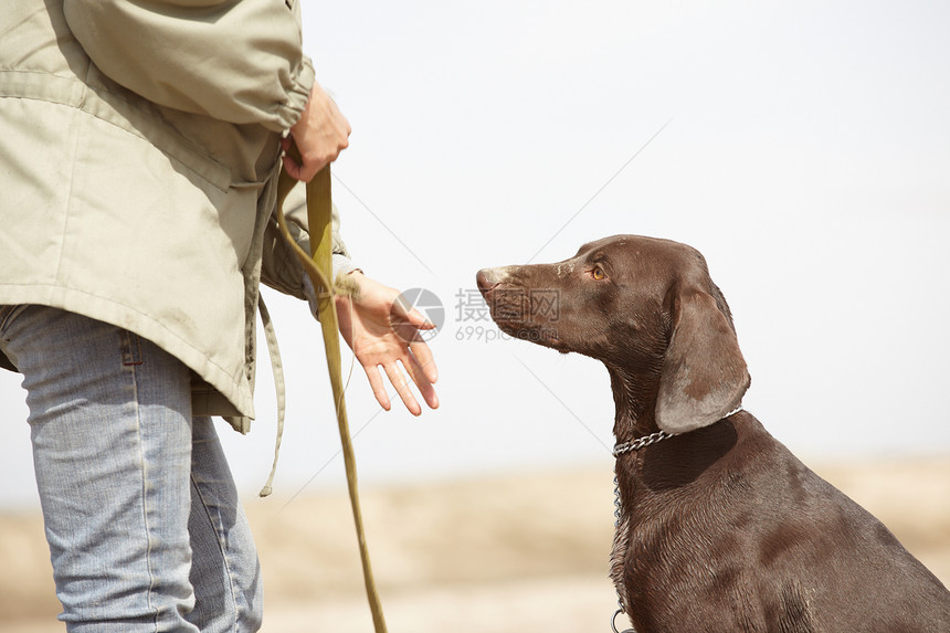 狗和教练员捕食者忠诚命令保真度指针项圈猎犬哺乳动物友谊自由图片