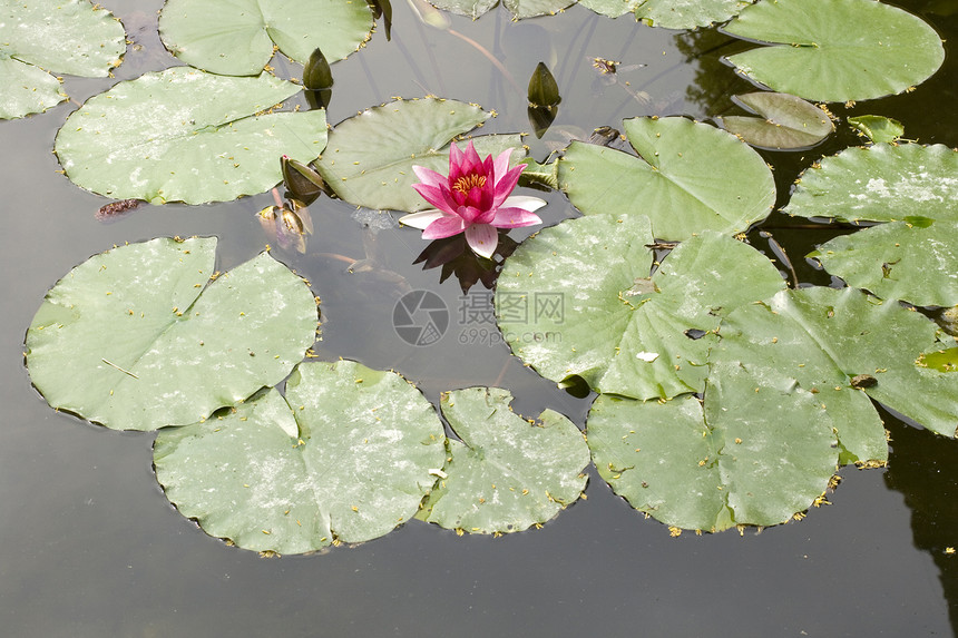 Nymphaea Lilly水水陆植物群百合太阳宏观淡水植物环境生境叶子图片