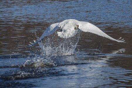 天鹅从河上起飞 图1羽毛野生动物动物群运动水禽荒野飞行翅膀动物航班背景图片