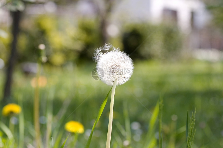 达当量植物学脆弱性种子孢子家庭杂草叶子草本植物生长植物图片