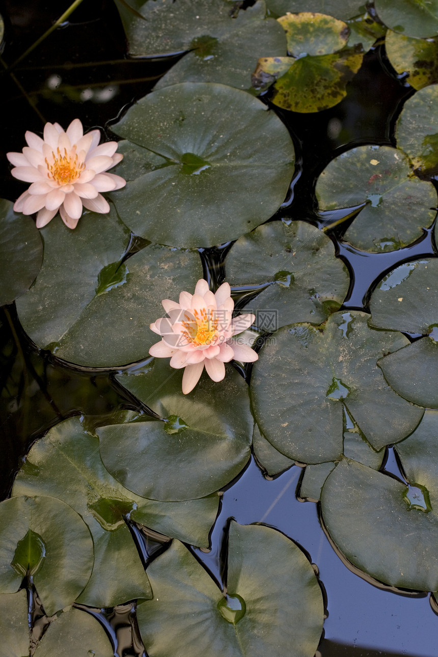 Nymphaea Lilly水睡莲叶子动物太阳沼泽百合水陆生境植物群宏观图片