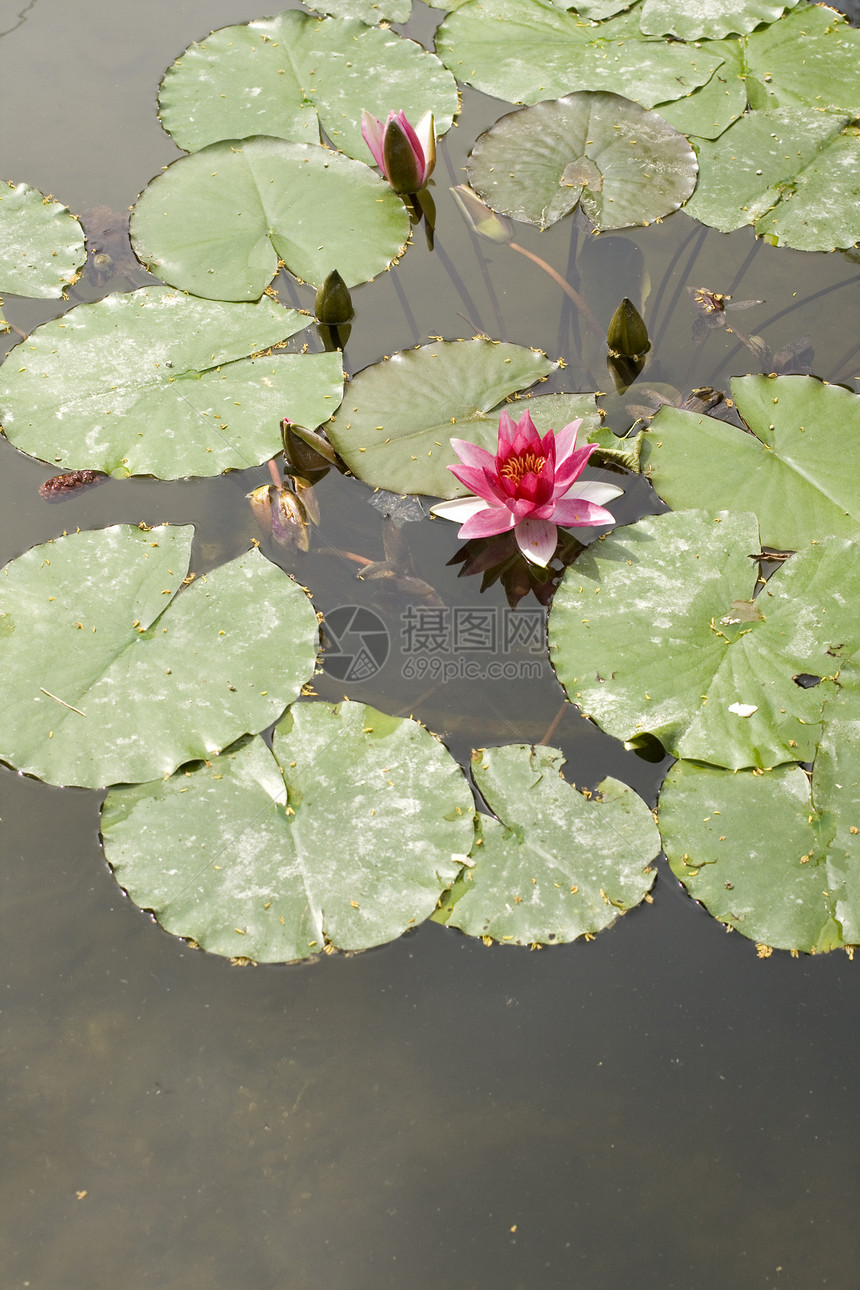 Nymphaea Lilly水动物叶子宏观沼泽忍者牧歌若虫植物群淡水环境图片