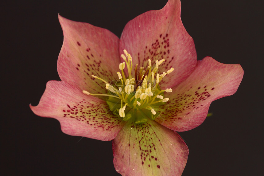 哈列波花叶子花园粉色花粉花瓣雄蕊图片