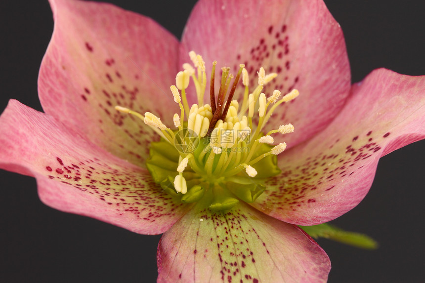 哈列波花叶子花园花粉花瓣雄蕊粉色图片