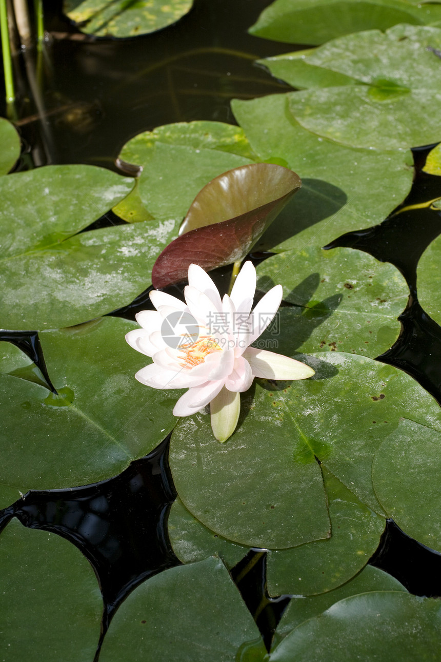 Nymphaea Lilly水太阳生境青蛙环境牧歌植物若虫宏观水陆淡水图片