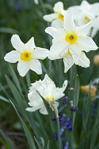 白面水仙植物学花瓣水仙花植物团体植物群园艺绿色美丽黄色背景图片