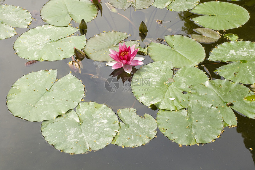 Nymphaea Lilly水生境水陆沼泽百合池塘植物群淡水牧歌叶子睡莲图片