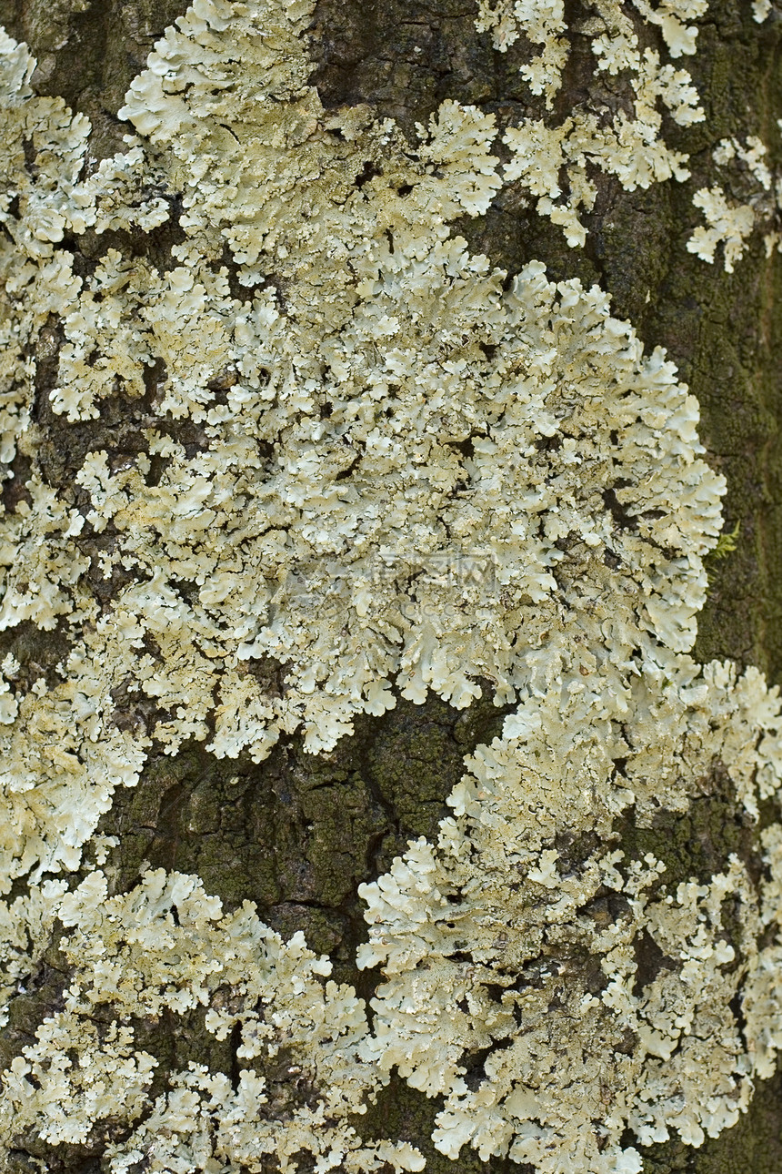 地砖宏观地衣植物苔藓图片