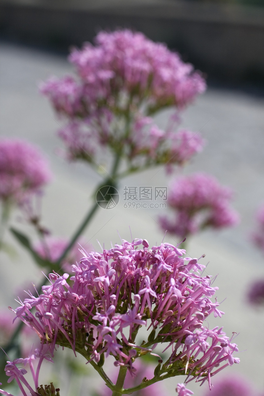 粉花花季节明信片晴天太阳天空庆典阳光妈妈场地植物群图片