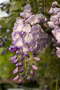 Wisteria工厂植物花瓣雌蕊花束树叶花店植物群高清图片