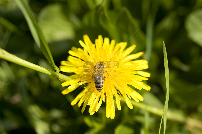 黄花的黄蜂太阳花瓣植物群公园国家动物群宏观蜂蜜生态野生动物图片
