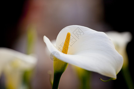 白调白色植物群树叶花束雌蕊花瓣植物花店背景图片