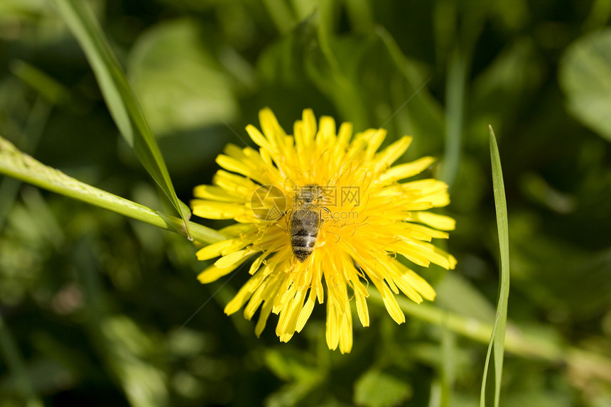 黄花的黄蜂生态橙子植物群公园昆虫花粉太阳野生动物生物学蜂蜜图片