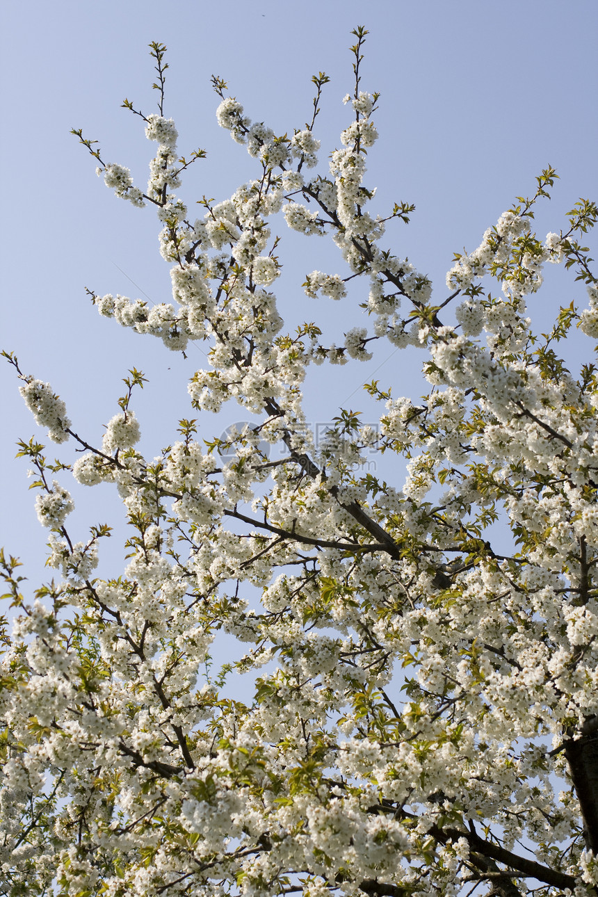 花朵中的樱桃树文化枝条花瓣花园明信片植物墙纸美丽卡片中心图片