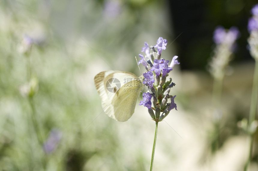 熔岩花上的蝴蝶昆虫宏观动物翅膀野生动物生活蜜蜂叶子摄影花瓣图片