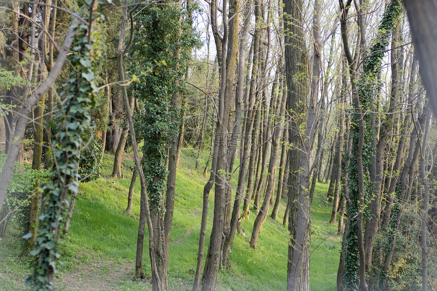 公园中的树季节栅栏环境森林风景叶子场地植物农村绿色图片