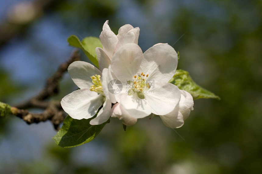 花朵中的樱桃树中心树叶季节花园明信片花瓣美丽枝条卡片文化图片