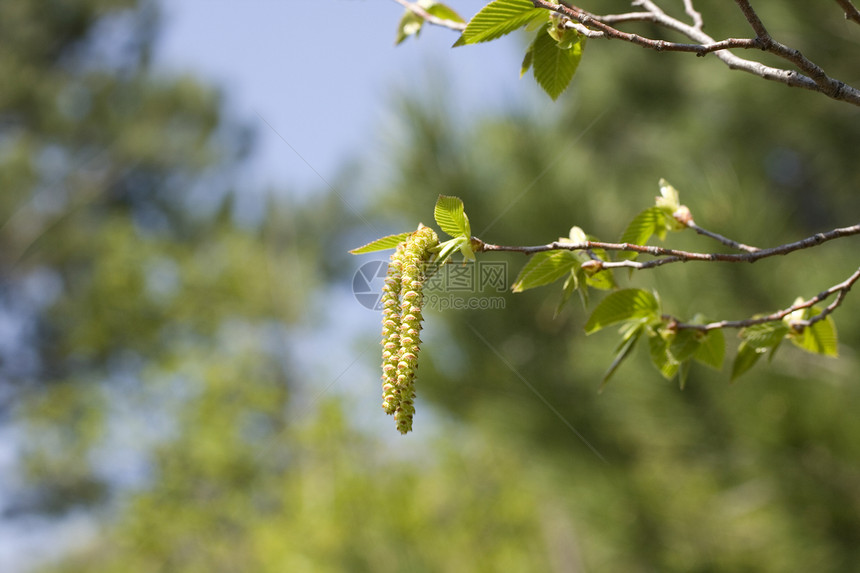 角束棒柳絮植物群生活植物花粉投标叶子枝条生长季节图片