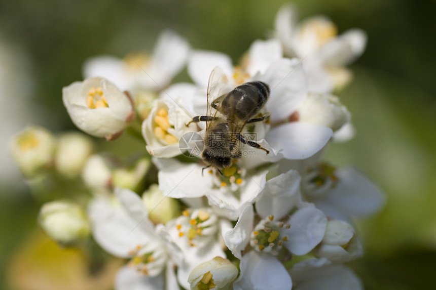 樱花黄蜂蜜蜂蓝色昆虫生长天空花园晴天季节植物李子图片
