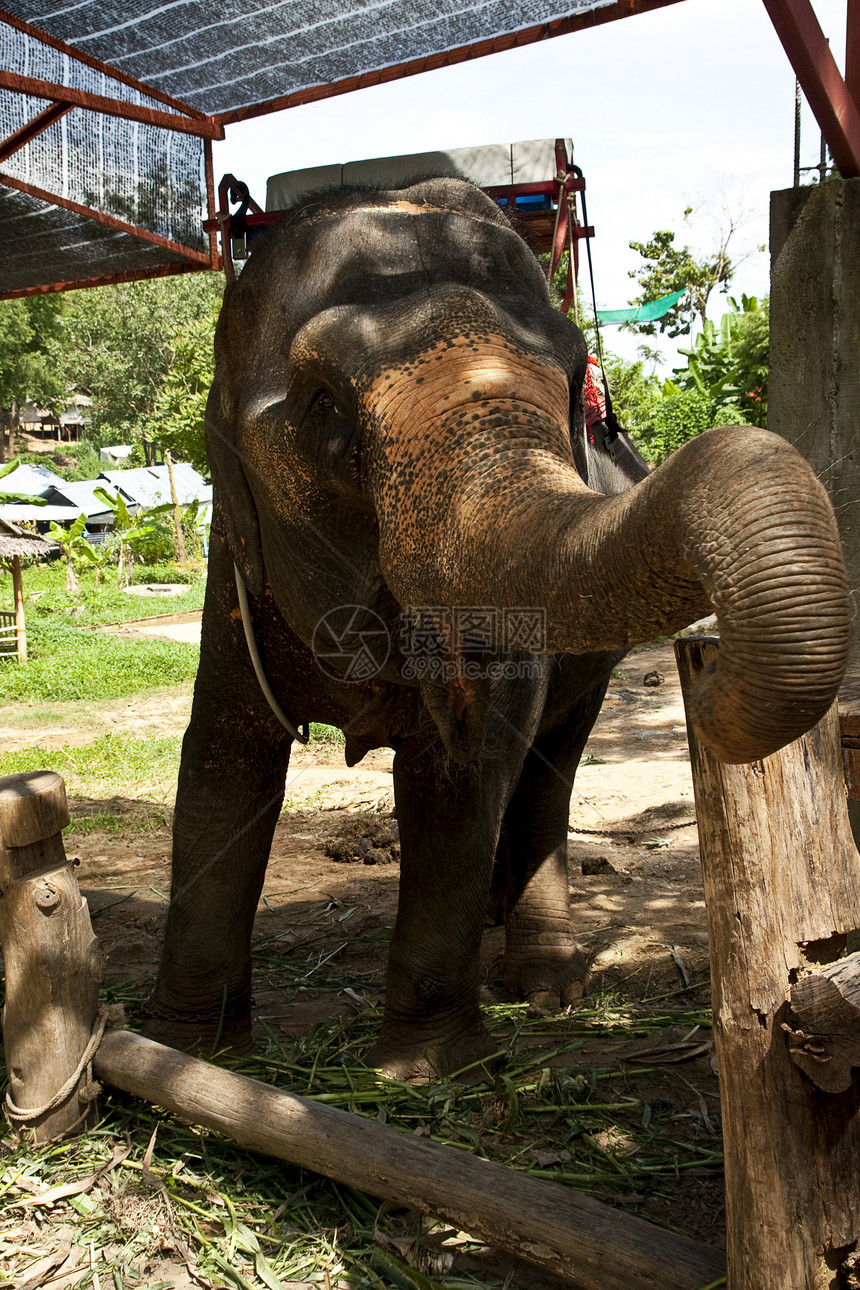 营地大象培训鼻子动物园热带公园耳朵荒野哺乳动物骑术运输旅游图片