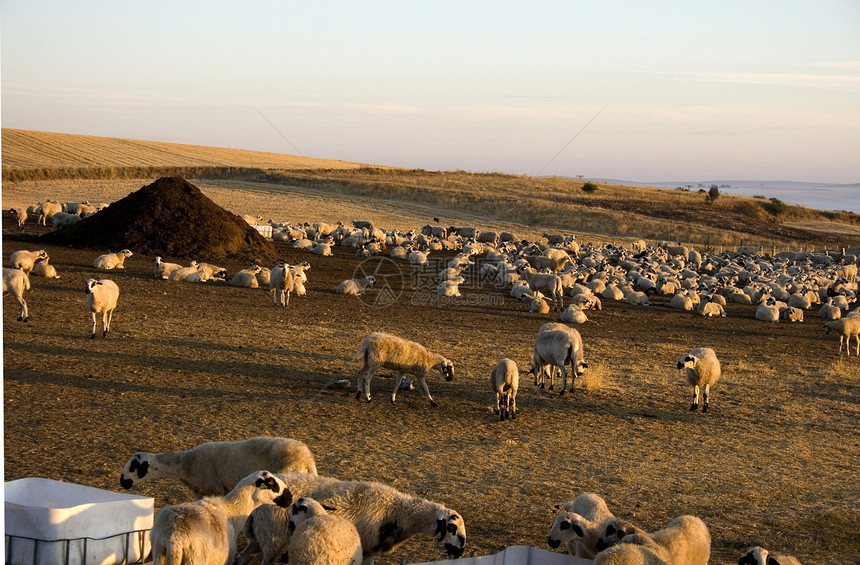 牧羊营养农村农业危险场地内存休息小狗稻草作品图片