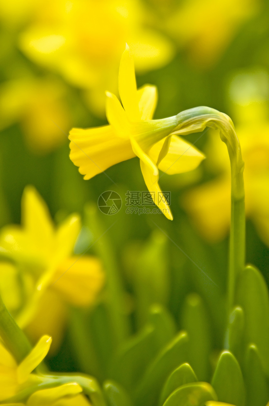 达法迪尔庆典水仙花水仙活力黄色花瓣念日植物植物群灯泡图片