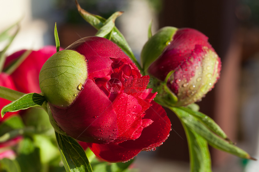 雨后鲜花芽玫瑰卡片花园时间礼物植物群雨滴花瓣美丽植物图片